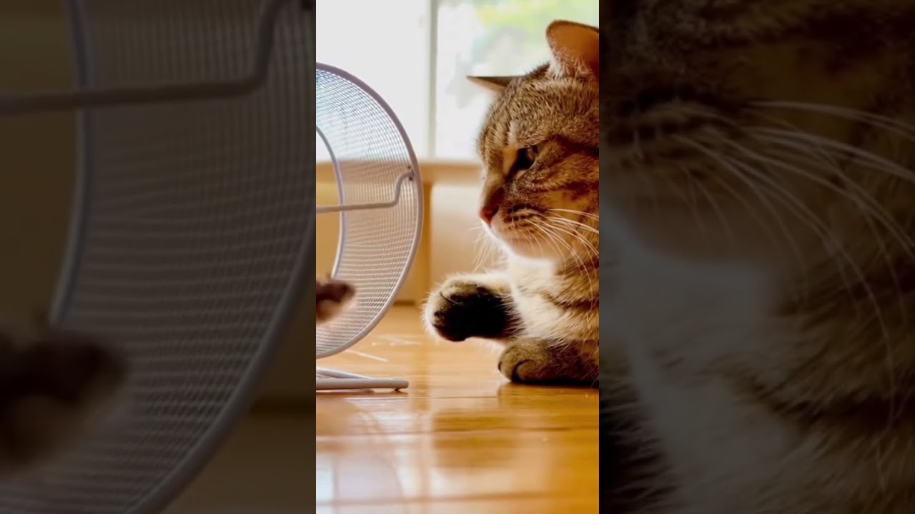 The Silent Watcher | Cat Meets Hamster 🐈🐹🌟