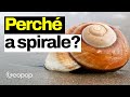Perché le conchiglie hanno questa forma? La matematica della spirale