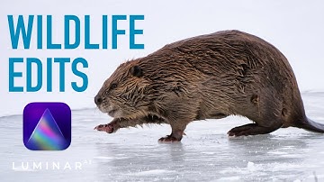 Luminar AI Wildlife Edits