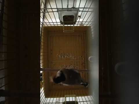 مقنين خلوي سيكتور الشرق الجزائري 