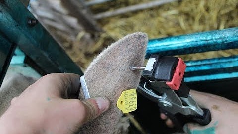 Genotyping - What is it?