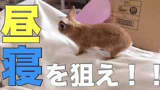 昼寝中にうさぎにされた事 #444