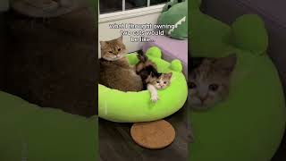 expectations vs reality 🙃 #cat