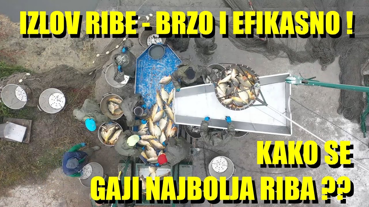 ŽETVA ZA RIBARE - evo kako se radi IZLOV RIBE pred slave - KOJA JE PRAVA CENA RIBE U SRBIJI ?