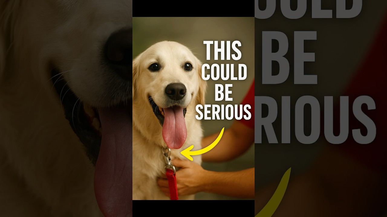 STOP Ignoring This Sign! Dog Drinking A Lot of Water Explained 🛑 