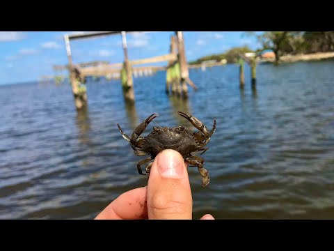 FISHING LIVE BLUE CRABS FOR INSHORE SPECIES AROUND DOCKS & PILINGS!