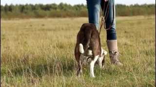 Capucino - Schroniko W Korabiewicach - Adopcja Psa