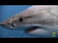 The World's Most Terrifying Killer Snakes | MEGA EPISODE Special | Nat Geo Animals