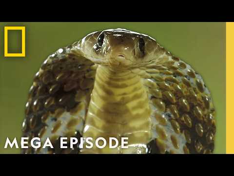 The World's Most Terrifying Killer Snakes | MEGA EPISODE Special | Nat Geo Animals