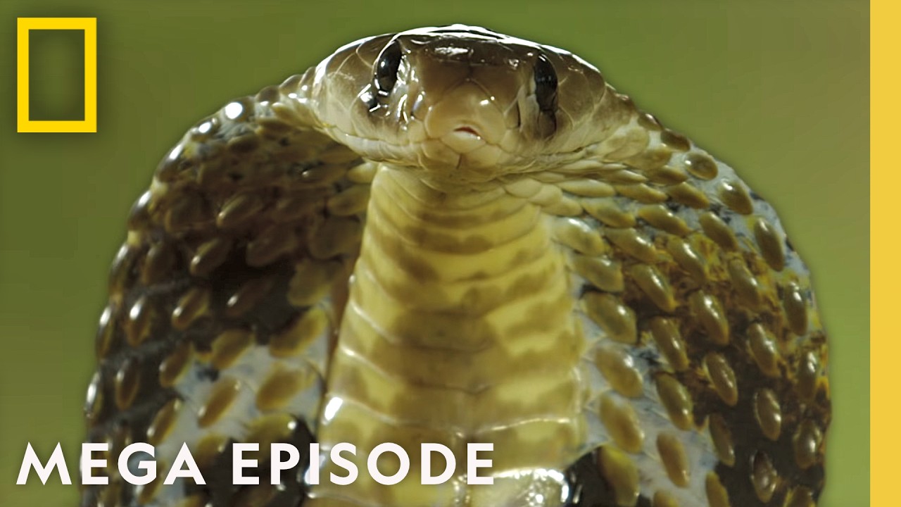 The World's Most Terrifying Killer Snakes | MEGA EPISODE Special | Nat Geo Animals