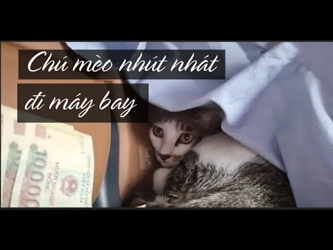 kinh nghiệm đi đà lạt bằng máy bay New 2022 Kinh nghiệm đưa mèo đi máy bay| Thằng Tro vào Đà Lạt| HTMTr