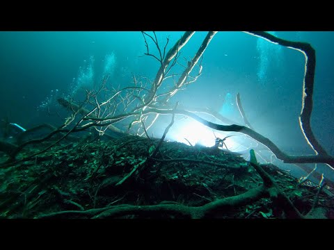 Cenote Angelita : Diving The "Underwater River"