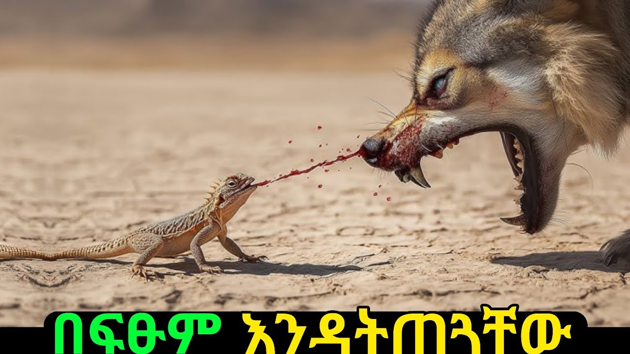 እነዚህን እንስሳ በአቅራቢያቹ ካያቹ ወዲያውኑ ከአካባቢው ይራቁ