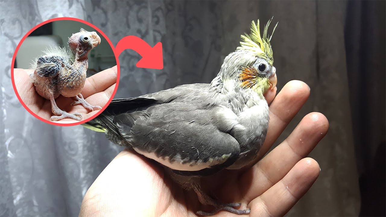 مراحل نمو طائر الكوكتيل من يوم الى 30 يوم