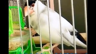 文鳥の介護#27 老鳥のエサ入れを考える java sparrow.