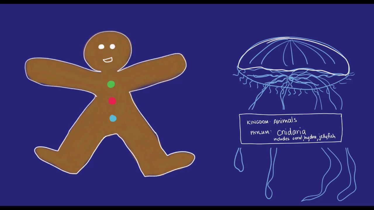 ⁣Circulatory system organs and tissues | Cell specialisation | meriSTEM