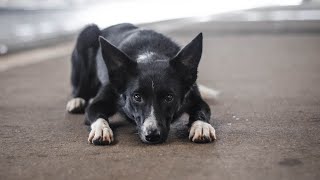 Border Collie Naverno - 11 Months Fci Obedience
