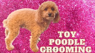 Toy poodle grooming #toypoodle #doggroomingtips #fluffydogs #wisconsingroomer