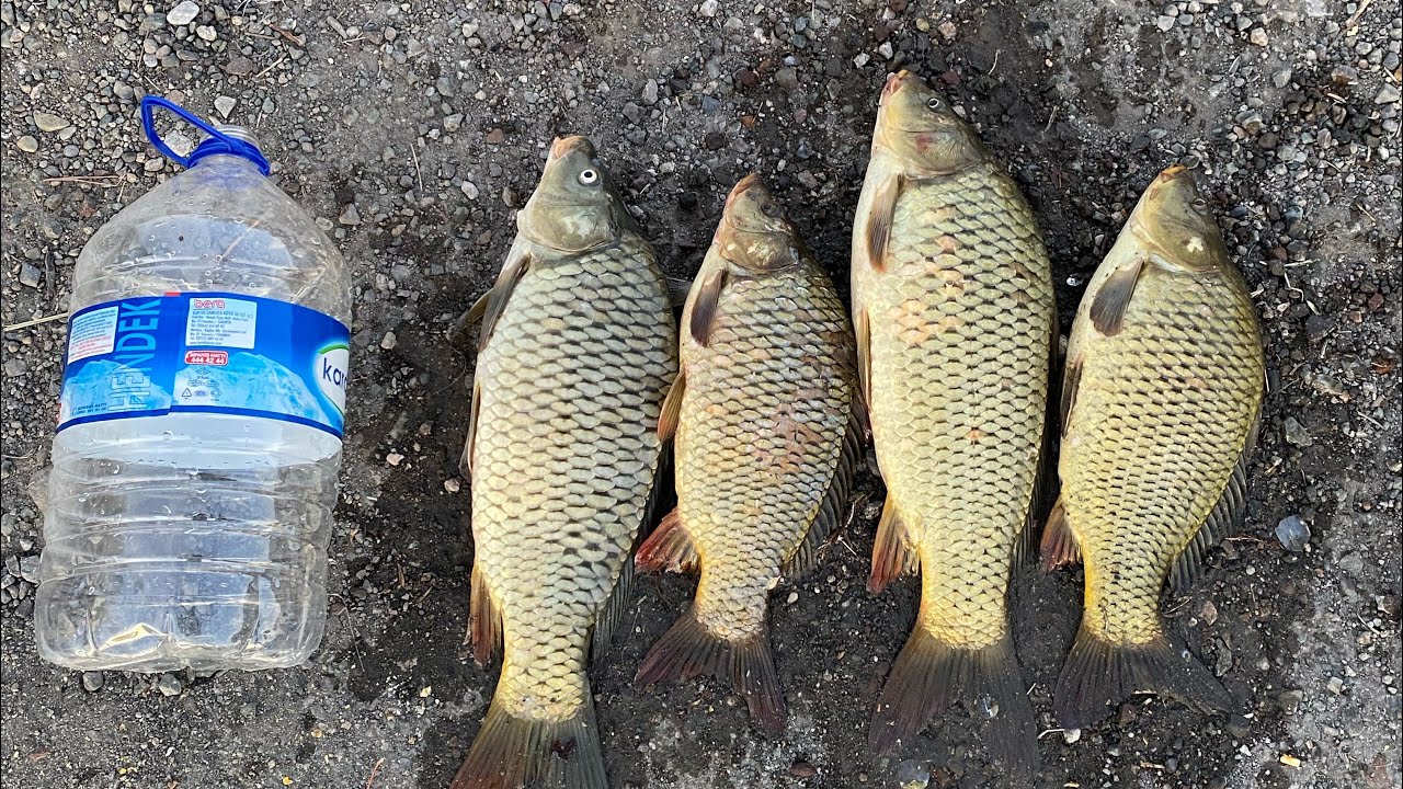 SAZAN AVI 5 SAAT DE 5 BALIK 🙂🤝