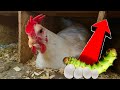 Did This Make the Chickens Start Laying again!? + Fighting Roosters