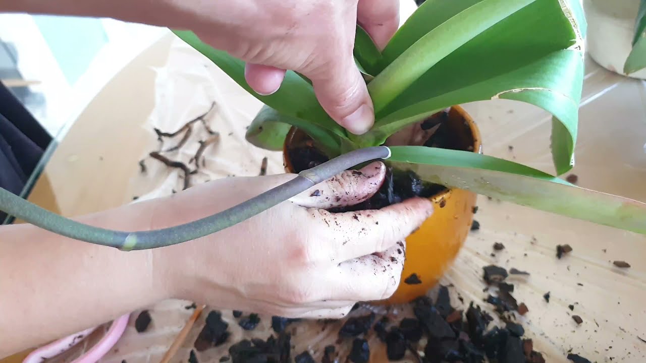 Uzgoj i održavanje orhideja