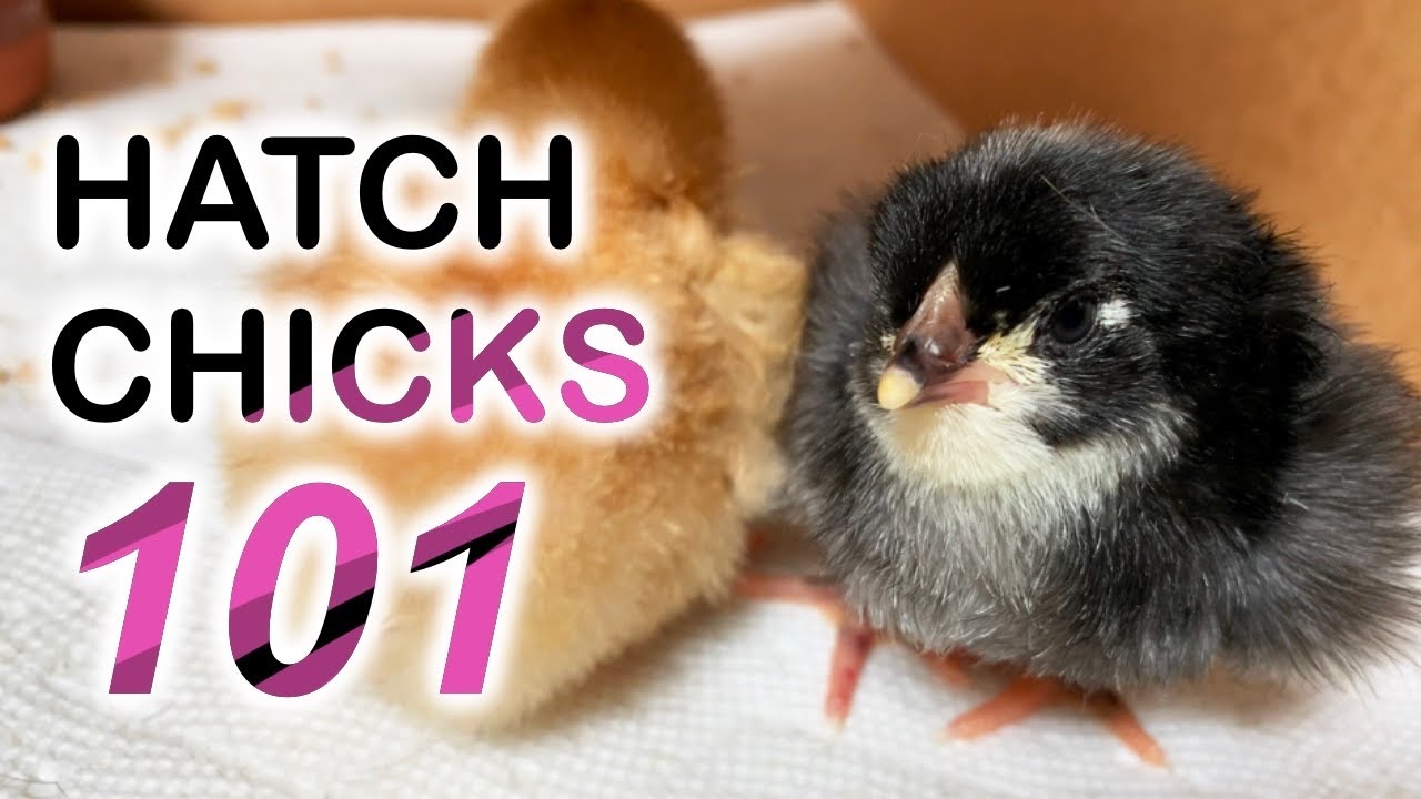 ITS EASY - HATCHING BABY CHICKS 101: SIMPLE STEPS TO SUCCESSFULLY ...