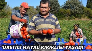 Datçada Güz Domatesi Üreticisi Ilk Kez Bu Yıl Zarar Etti