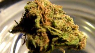 Mr.Davis Marijuana Strain- Golden Goat