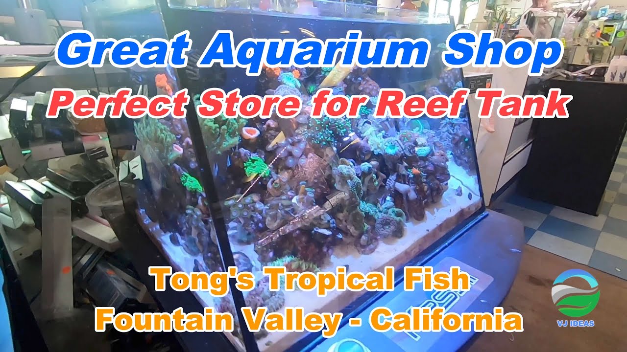 Great Aquarium Shop at Orange County, LA Tong’s Tropical Fish YouTube