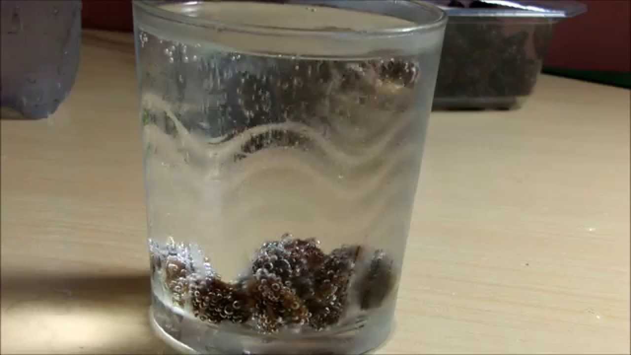 Experimento con pasas | Pasas saltarinas - YouTube