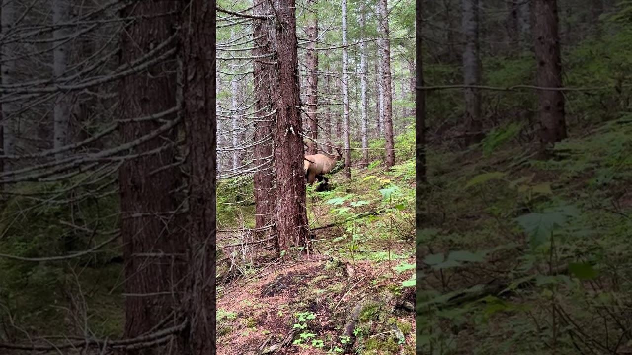 close encounters Bull Elk , called him right in after following him for a while. 