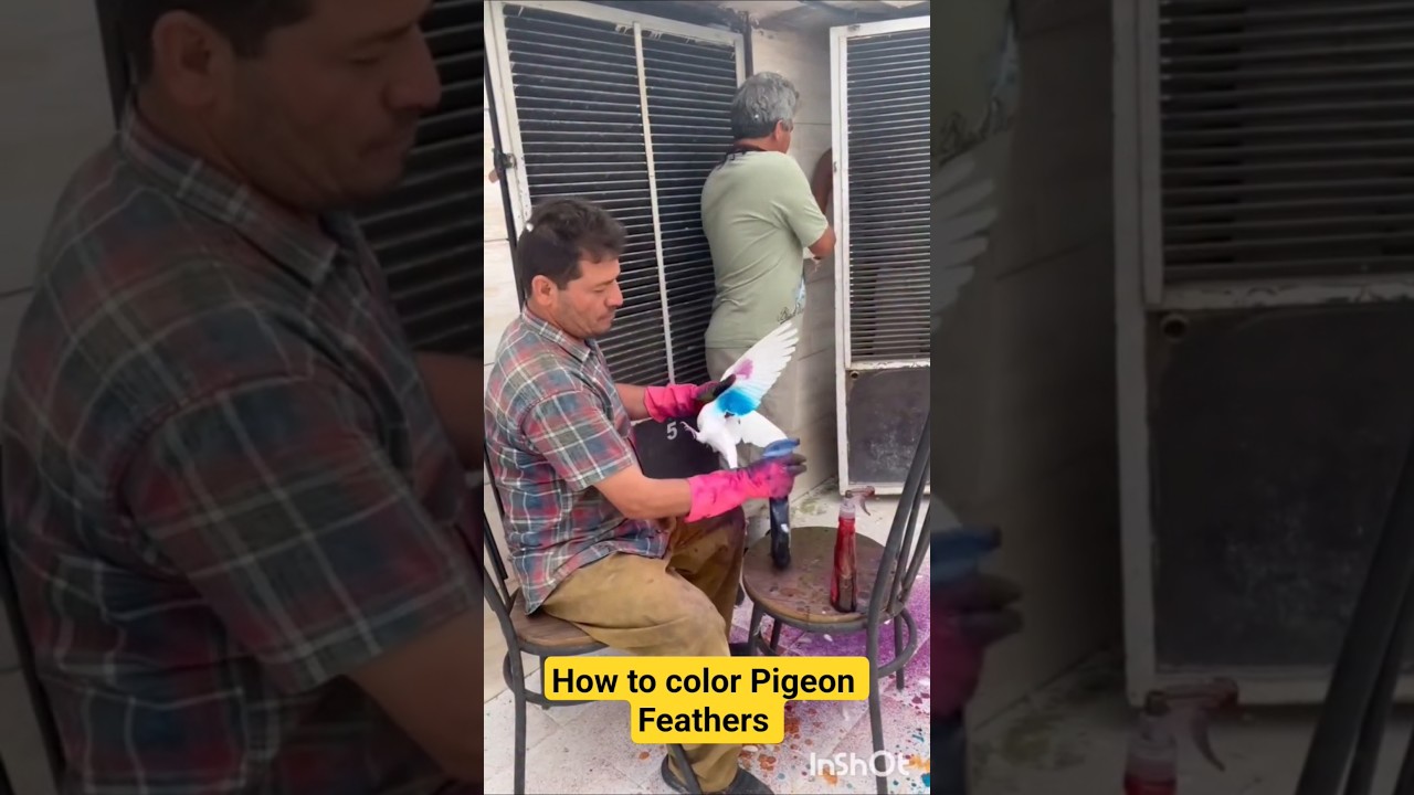 How to Color Pigeon Feathers Safely | Easy Pigeon Feather Coloring Tutorial