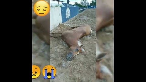 A fazenda hoje está de luto se foi um campeão 🖤🖤🖤🖤🖤🖤🖤🖤😭😭💔💔