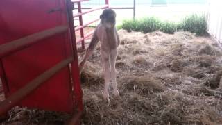 Download Lagu JFM-baby camel sounds MP3