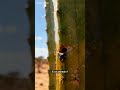 CAATINGA #biomas #Nordeste #BiomaBrasileiro #Natureza #Brasil #caatinga #Sertao #MeioAmbiente