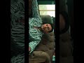 The Devil - Official Trailer | Darshan, Rachana Rai | Prakash Veer | New Movie Tailer