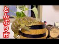 年1回のブリーダーズイベントに潜入してきた【とんぶり市】【ぶりくら市】