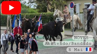 Noves Feria Li Pitchouns Jour 2 Défilé Du 8 Mai Abrivado Bandido Manade Conti 8052026
