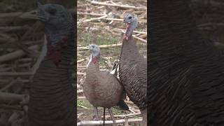 Bearded hen looking for a fight #hunting #hunt #turkeyhunting #turkey #fight #outdoors #nature #iowa