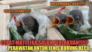 Cara merawat anakan burung Prenjak Kepala Merah usian 0-30 hari