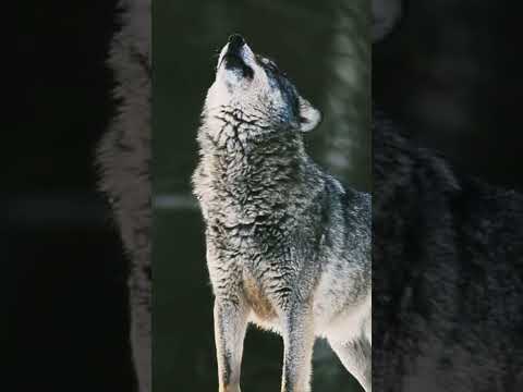 هل شاهدت ذئبا حزينا من قبل هل تعلم ان مشاعر الذئاب اكثر من مشاعر البشر ذئب حزين