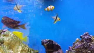 Finding Nemo 2 full movie