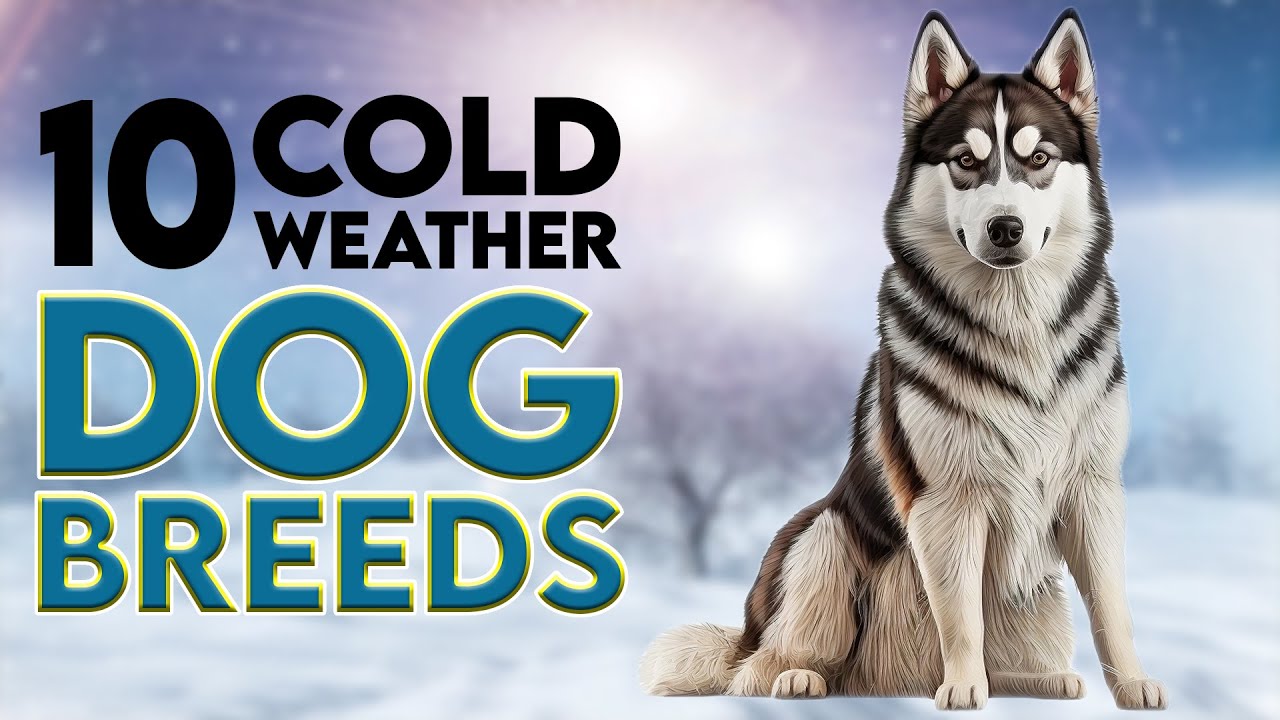 Top 10 Cold Weather Dog Breeds