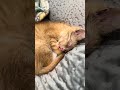 Without Urgent Medical Treatment, This Kitten May Never See Again, &amp; Her Dangerous...[STORY BELOW]