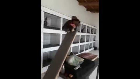 #galomura  Melhor treino de pernas, nunca mais seu galo vai tremer as pernas nos minutos finais.