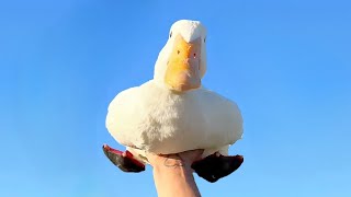 How To Pick Up A Duck (live demonstration & tutorial)