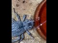 Brown Sugar Nectar Treat For The Death Feigning Beetles #beetles #insects #buglover