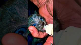 NURSING A PREMATURE KITTEN, KITTEN RESCUE, KITTENS, CAT CHANNEL.