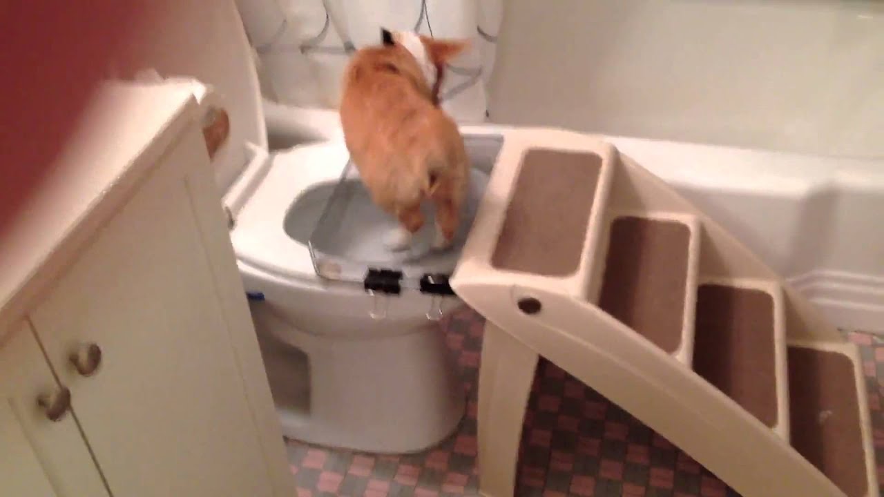 Un chien fait ses besoins dans la toilette - YouTube Un chien fait ses besoins dans la toilette - YouTube