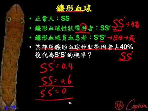 10602高三選修生物ch12 1 16哈溫定律計算例題三捷 Youtube